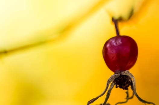 Macro photo of wildlife, flowers and leaves of plants