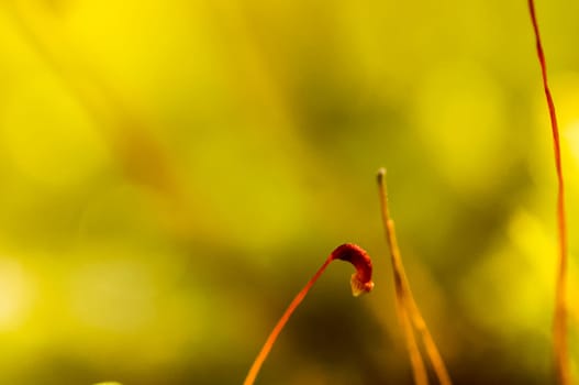 Macro photo of wildlife, flowers and leaves of plants