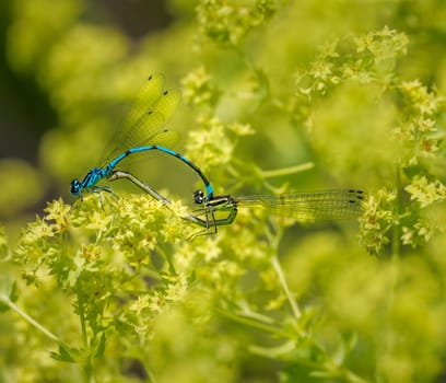 Insect love - Damselfly couple mating on a yellow flower
