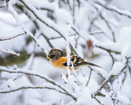 Closeup of a brambling bird sitting on a snow covered tree