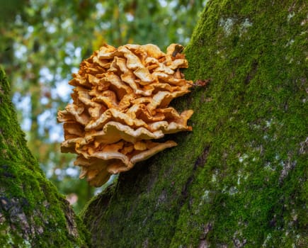 Closeup of a tree fungus on a huge oak tree