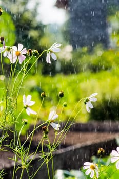 Macro photo of wildlife, flowers and leaves of plants