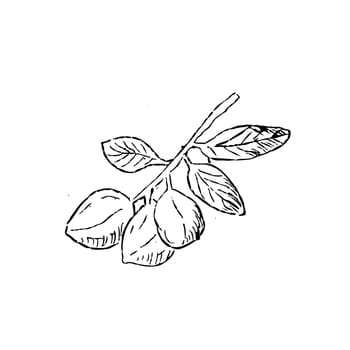 Hand drawn Sketch Macadamia Nuts on branch with leaves outline. Vector illustration isolated. Suitable, for wrapping, poster, banner and greeting card.