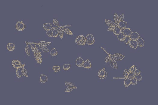 Golden background of Macadamia nuts on branch and peeled nuts. Vector illustration set of macadamia Hand drawn sketch illustration. Can used for wrapping paper, beauty design elements.