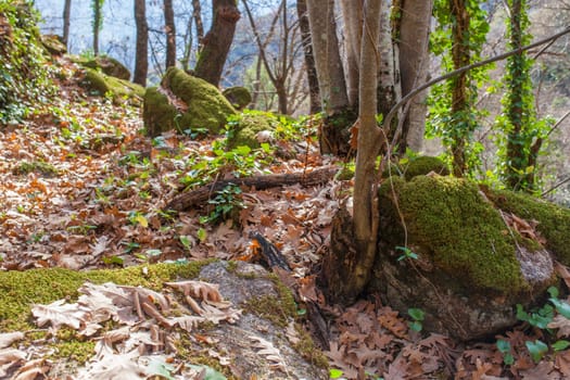 Nogaleas ravine track, famous Alta Extremadura Route. Jerte Valley, Navaconcejo, Caceres, Spain