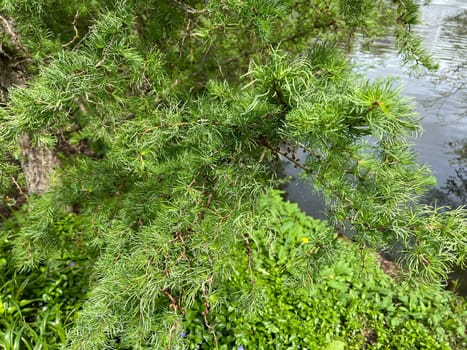 Corkscrew Laerche,Larix kaempferi,Diana,loosens up the garden with its irregular growth. Corkscrew larch,Larix kaempferi,Diana,loosens up the garden with its irregular growth