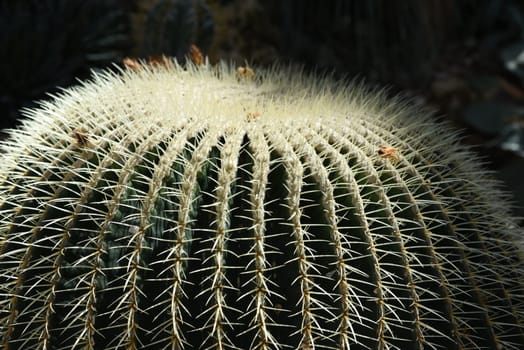 Mother-in-law cactus,Echinocactus grusonii,is one of the particularly easy-care cacti,which also has an interesting appearance. Mother-in-law's chair cactus,Echinocactus grusonii,is one of the particularly easy-care cacti that also has an interesting look