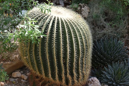 Mother-in-law cactus,Echinocactus grusonii,is one of the particularly easy-care cacti,which also has an interesting appearance. Mother-in-law's chair cactus,Echinocactus grusonii,is one of the particularly easy-care cacti that also has an interesting look