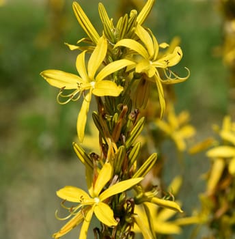 The yellow asphodel,formerly also known as goldroot,is a species of plant in the genus Junkerlilien. The yellow asphodel,formerly also called goldroot,is a species of plant from the genus of the junker lilies.