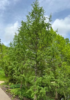 Corkscrew Laerche,Larix kaempferi,Diana,loosens up the garden with its irregular growth. Corkscrew larch,Larix kaempferi,Diana,loosens up the garden with its irregular growth