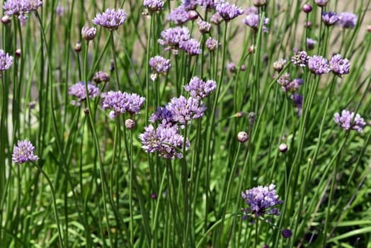 Herbaceous leeks,Allium angulosum,also known as angular leeks,has spherical umbels and flowers light purple,rarely pink to white. Herbaceous leek,Allium angulosum,also called square leek,has spherical umbels and flowers light purple,rarely pink to white