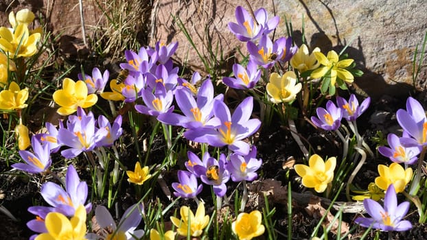 Crocus,Crocus tommasinianus,is a bulbous plant that blooms in early spring. Crocus,Crocus tommasinianus is a bulbous plant that flowers in early spring.