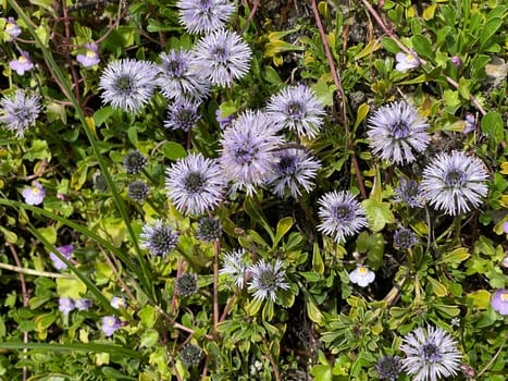 Globularia meridionalis is a very rich-flowered and robust globe flower that also thrives in gardens. Globe flower,Globularia meridionalis is a very rich-flowered and robust globe flower that also thrives in gardens.