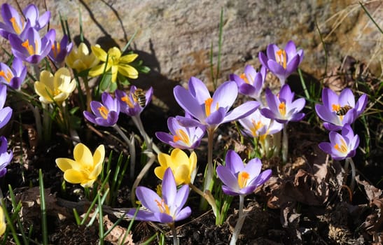 Crocus,Crocus tommasinianus,is a bulbous plant that blooms in early spring. Crocus,Crocus tommasinianus is a bulbous plant that flowers in early spring.