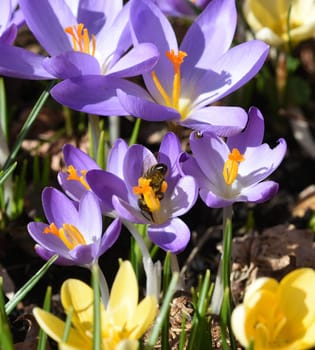 Crocus,Crocus tommasinianus,is a bulbous plant that blooms in early spring. Crocus,Crocus tommasinianus is a bulbous plant that flowers in early spring.