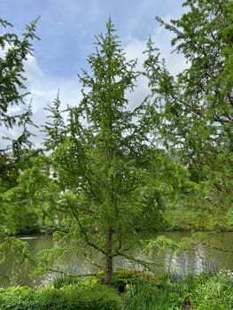 Corkscrew Laerche,Larix kaempferi,Diana,loosens up the garden with its irregular growth. Corkscrew larch,Larix kaempferi,Diana,loosens up the garden with its irregular growth