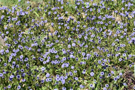 Globularia meridionalis is a very rich-flowered and robust globe flower that also thrives in gardens. Globe flower,Globularia meridionalis is a very rich-flowered and robust globe flower that also thrives in gardens.