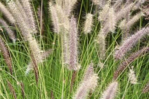 Lampshade grass,feather bristle grass Pennisetum,is a beautiful grass perennial,with feather-like bristles in autumn. Lamp cleaner grass,feather bristle grass pennisetum,is a beautiful grass perennial with feather-like bristles in autumn.