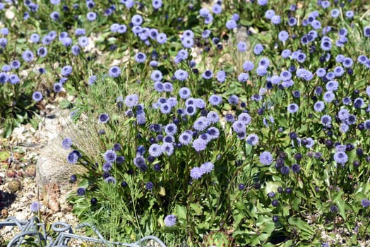 Globularia meridionalis is a very rich-flowered and robust globe flower that also thrives in gardens. Globe flower,Globularia meridionalis is a very rich-flowered and robust globe flower that also thrives in gardens.