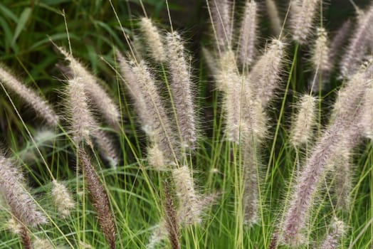 Lampshade grass,feather bristle grass Pennisetum,is a beautiful grass perennial,with feather-like bristles in autumn. Lamp cleaner grass,feather bristle grass pennisetum,is a beautiful grass perennial with feather-like bristles in autumn.