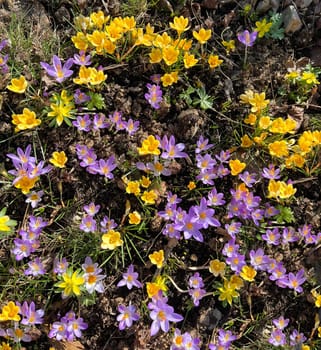 Crocus,Crocus tommasinianus,is a bulbous plant that blooms in early spring. Crocus,Crocus tommasinianus is a bulbous plant that flowers in early spring.