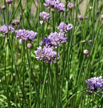 Herbaceous leeks,Allium angulosum,also known as angular leeks,has spherical umbels and flowers light purple,rarely pink to white. Herbaceous leek,Allium angulosum,also called square leek,has spherical umbels and flowers light purple,rarely pink to white