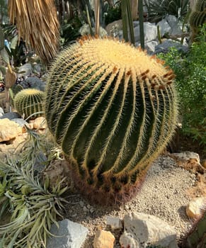 Mother-in-law cactus,Echinocactus grusonii,is one of the particularly easy-care cacti,which also has an interesting appearance. Mother-in-law's chair cactus,Echinocactus grusonii,is one of the particularly easy-care cacti that also has an interesting look