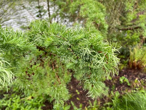 Corkscrew Laerche,Larix kaempferi,Diana,loosens up the garden with its irregular growth. Corkscrew larch,Larix kaempferi,Diana,loosens up the garden with its irregular growth