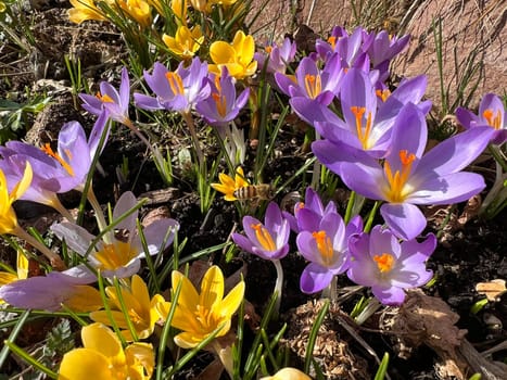 Crocus,Crocus tommasinianus,is a bulbous plant that blooms in early spring. Crocus,Crocus tommasinianus is a bulbous plant that flowers in early spring.