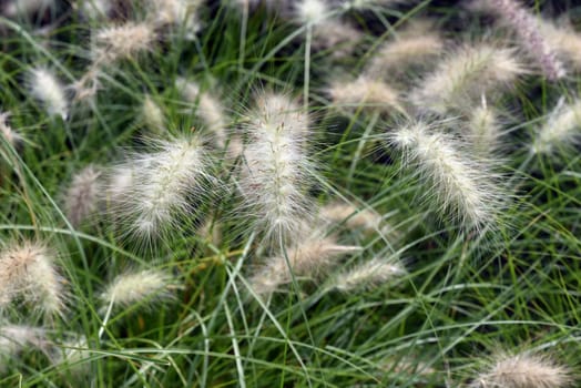 Lampshade grass,feather bristle grass Pennisetum,is a beautiful grass perennial,with feather-like bristles in autumn. Lamp cleaner grass,feather bristle grass pennisetum,is a beautiful grass perennial with feather-like bristles in autumn.