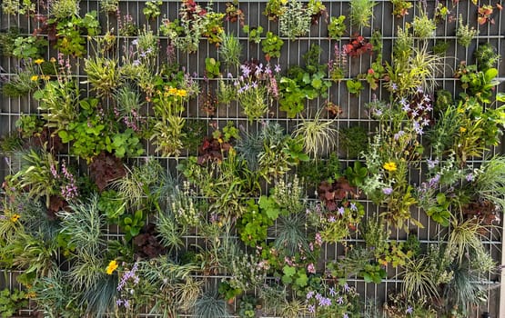 Planted privacy walls with foil or as gabbione can be seen more and more often in gardens. Planted privacy walls with foil or as gabbiones are often seen in gardens