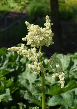 Medicinal rhubarb,Rheum palmatum is an important medicinal plant. Medicinal rhubarb,Rheum palmatum,is an important medicinal plant