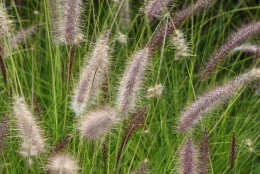 Lampshade grass,feather bristle grass Pennisetum,is a beautiful grass perennial,with feather-like bristles in autumn. Lamp cleaner grass,feather bristle grass pennisetum,is a beautiful grass perennial with feather-like bristles in autumn.
