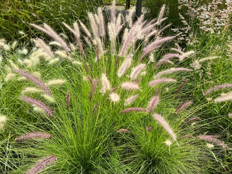 Lampshade grass,feather bristle grass Pennisetum,is a beautiful grass perennial,with feather-like bristles in autumn. Lamp cleaner grass,feather bristle grass pennisetum,is a beautiful grass perennial with feather-like bristles in autumn.