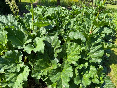 Medicinal rhubarb,Rheum palmatum is an important medicinal plant. Medicinal rhubarb,Rheum palmatum,is an important medicinal plant