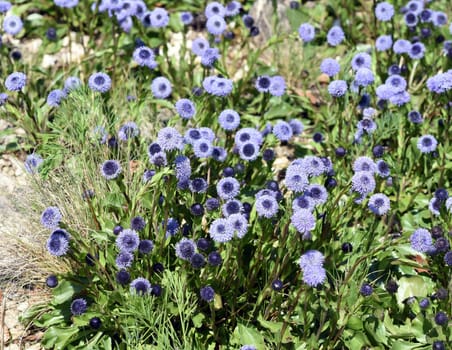 Globularia meridionalis is a very rich-flowered and robust globe flower that also thrives in gardens. Globe flower,Globularia meridionalis is a very rich-flowered and robust globe flower that also thrives in gardens.