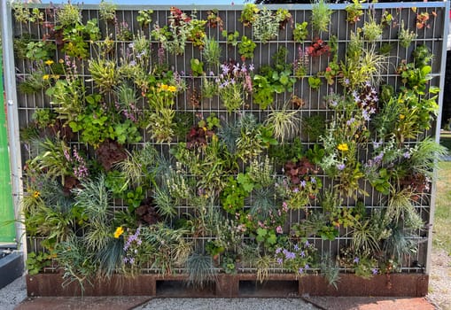 Planted privacy walls with foil or as gabbione can be seen more and more often in gardens. Planted privacy walls with foil or as gabbiones are often seen in gardens