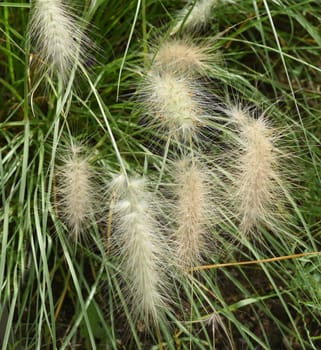 Lampshade grass,feather bristle grass Pennisetum,is a beautiful grass perennial,with feather-like bristles in autumn. Lamp cleaner grass,feather bristle grass pennisetum,is a beautiful grass perennial with feather-like bristles in autumn.