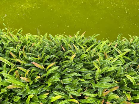 Ribbed fern,Blechnum capense is an attractive fern species for any shade garden. Rib fern,Blechnum capense,is an attractive fern species for any shade garden. Ribbed fern,Blechnum capense is an attractive fern species for any shade garden. Rib fern,Blechnum capense,is an attractive fern species for any shade garden.