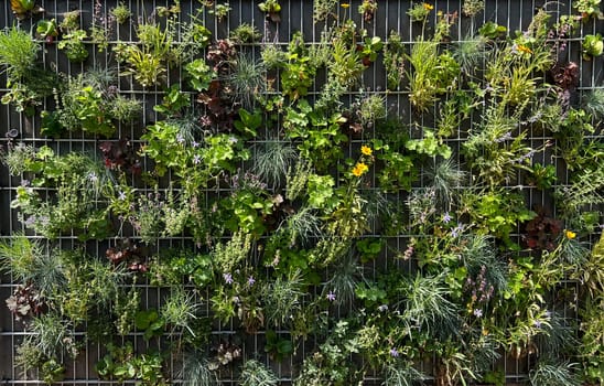Planted privacy walls with foil or as gabbione can be seen more and more often in gardens. Planted privacy walls with foil or as gabbiones are often seen in gardens