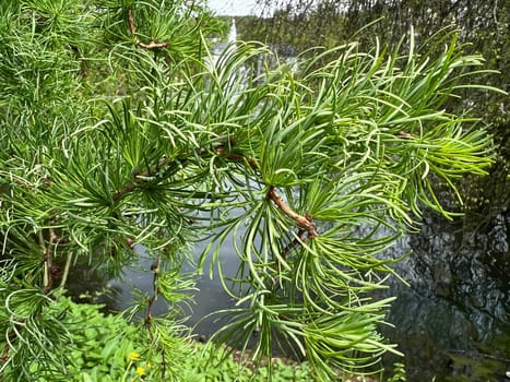 Corkscrew Laerche,Larix kaempferi,Diana,loosens up the garden with its irregular growth. Corkscrew larch,Larix kaempferi,Diana,loosens up the garden with its irregular growth
