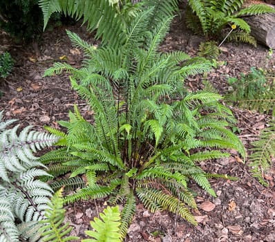 Ribbed fern,Blechnum capense is an attractive fern species for any shade garden. Rib fern,Blechnum capense,is an attractive fern species for any shade garden. Ribbed fern,Blechnum capense is an attractive fern species for any shade garden. Rib fern,Blechnum capense,is an attractive fern species for any shade garden.