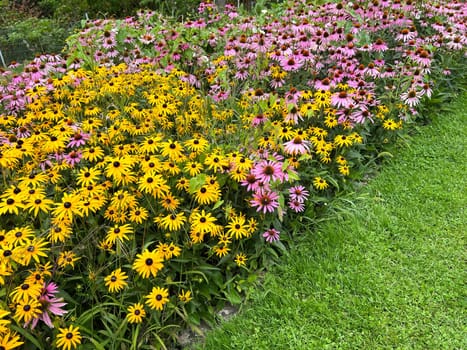 Coneflower,Rudbeckia hirta,is an important medicinal plant and a flower with yellow flowers. It is a beautiful perennial plant and is also used in medicine. Coneflower,Rudbeckia hirta,is an important medicinal plant and a flower with yellow flowers. It is a beautiful perennial plant and is also used in medicine.