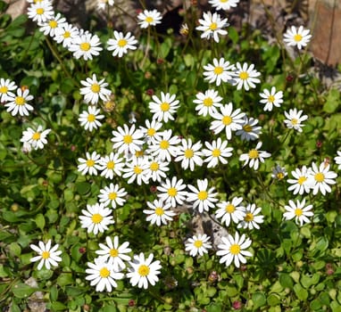 Bellium bellidioides,also known as spatula geese blues,is a species of plant in the genus Geensebluemchen. Dwarf daisy,Bellium bellidioides also called spatula daisy,is a species of plant in the genus daisy.
