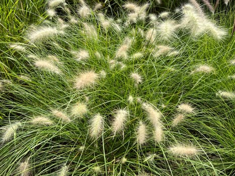 Lampshade grass,feather bristle grass Pennisetum,is a beautiful grass perennial,with feather-like bristles in autumn. Lamp cleaner grass,feather bristle grass pennisetum,is a beautiful grass perennial with feather-like bristles in autumn.