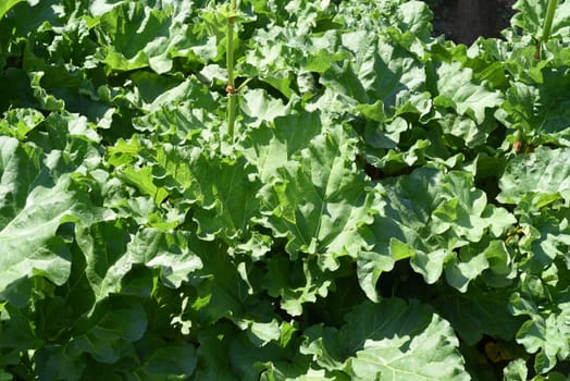 Medicinal rhubarb,Rheum palmatum is an important medicinal plant. Medicinal rhubarb,Rheum palmatum,is an important medicinal plant