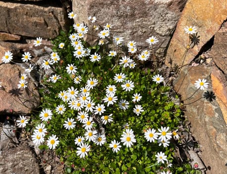 Bellium bellidioides,also known as spatula geese blues,is a species of plant in the genus Geensebluemchen. Dwarf daisy,Bellium bellidioides also called spatula daisy,is a species of plant in the genus daisy.