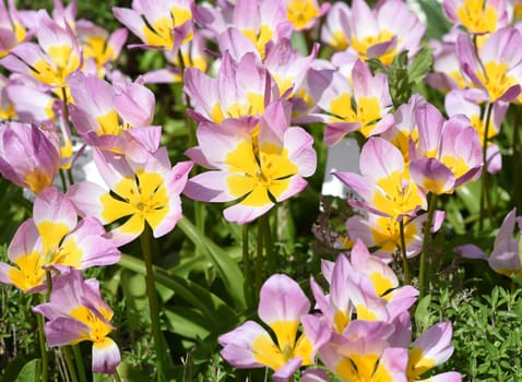 Tulips are very attractive early bloomers. It is a bulbous plant with many different colors. Tulips are very attractive early bloomers. It is an onion plant with many different colors.