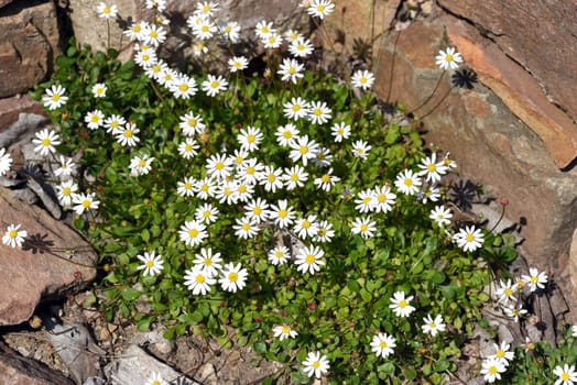 Bellium bellidioides,also known as spatula geese blues,is a species of plant in the genus Geensebluemchen. Dwarf daisy,Bellium bellidioides also called spatula daisy,is a species of plant in the genus daisy.
