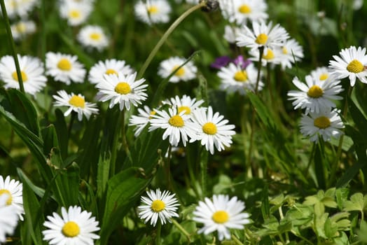 Bellium bellidioides,also known as spatula geese blues,is a species of plant in the genus Geensebluemchen. Dwarf daisy,Bellium bellidioides also called spatula daisy,is a species of plant in the genus daisy.
